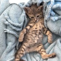 毛布の上で眠そうな子猫3