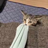 飼い主の服の裾を咥える猫