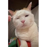 綿棒と猫