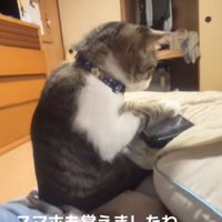 飼い主の膝の上でスマホで遊ぶ猫