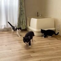 室内にいる猫