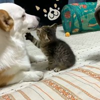 子猫と遊ぶ犬