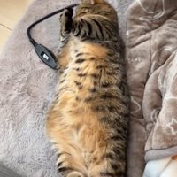 両手をクロスする猫
