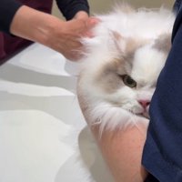 お尻に注射されている片目が隠れた猫（ややカメラ目線）
