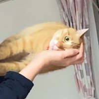 横向きに抱っこされている猫