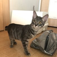 横を向く子猫