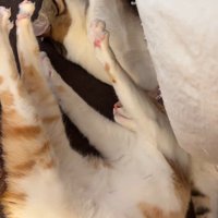 前足を伸ばし、すぐそばで眠る茶白猫とキジ白猫