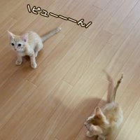フローリングの上で鳴く子猫を心配そうに見る子猫