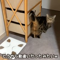 家の中で歩いている猫