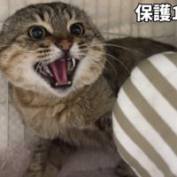 まだ警戒が激しいたこやきくん