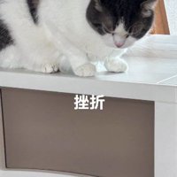 しょんぼりうなだれる猫