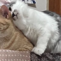 茶トラ猫と黒白猫