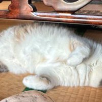 畳の上で眠っている猫