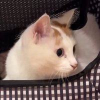 現在のこめちちゃん