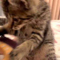 両手を広げて前に乗り出す猫