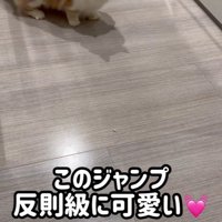 猫砂を見ている猫