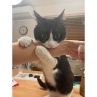 甘噛みする猫