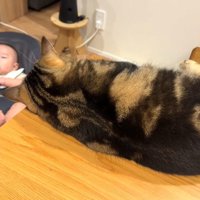 テーブルの上から