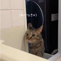 お風呂場に入ろうとしている猫