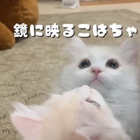 鏡の前で遊ぶ猫の写真1