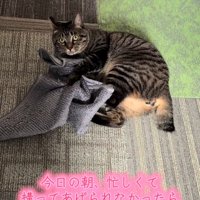 カメラ目線になる猫