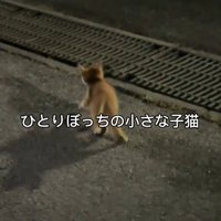 1匹の子猫