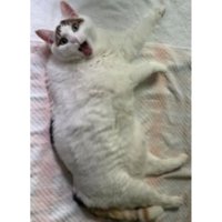 寝ている猫