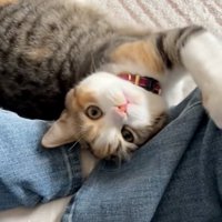 擦り付ける猫