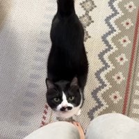 見上げる姿