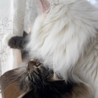 キジトラ猫とプロレスする白猫