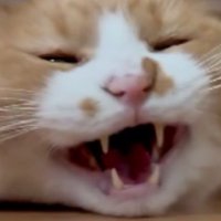 ブラッシングされている猫