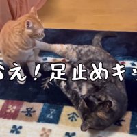 横になって猫を蹴る猫