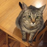 飼い主を見ている猫