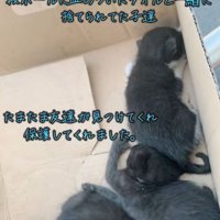 段ボールに入っている4匹の子猫