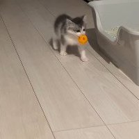 ボールをくわえて廊下を歩くわさびくん