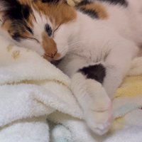眠る猫