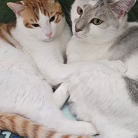 寄り添う2匹の猫