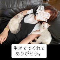 人に寄り添う2匹の子猫