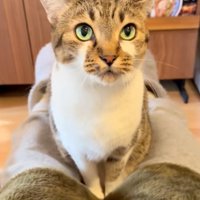 見開く猫