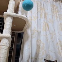 猫にボールを投げる