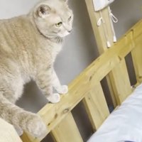 ベッドのふちにたっている猫