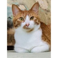 室内にいる猫