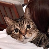 飼い主を見つめる猫