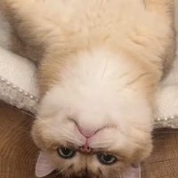 虚無な猫
