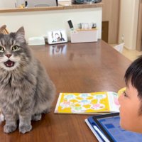 男の子とテーブルの上の猫