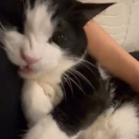 口を開きかける猫