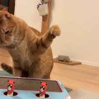 左前足を振りかぶるにゃん太くん