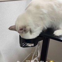 顔を突っ込む猫