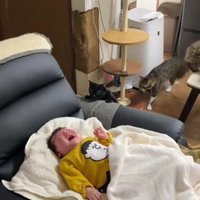 泣いている赤ちゃんと猫たち