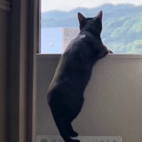 見上げる猫
